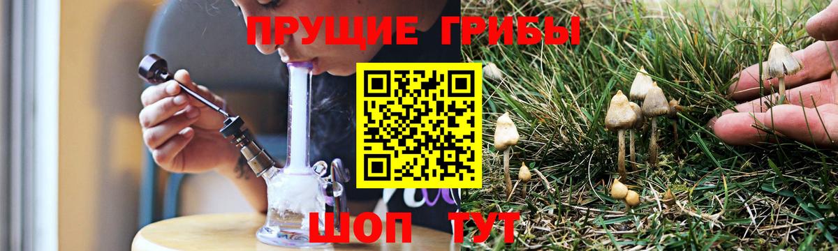 Псилоцибиновые грибы Cubensis Можга